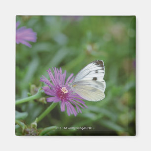 Aimant Papillon sur la fleur