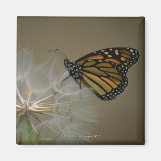 Aimant Papillon sur le pissenlit (Devant)