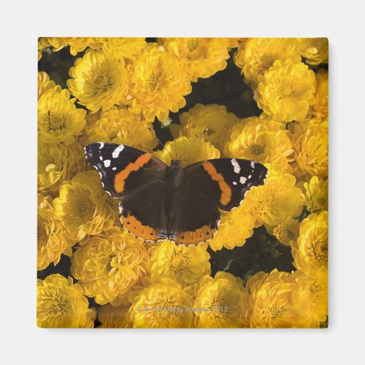 Aimant Papillon sur masques jaunes (Devant)
