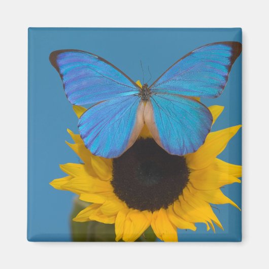 Aimant Papillon sur tournesol (Devant)