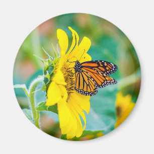 Aimant Papillon sur un tournesol