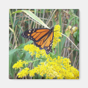 Aimant Papillon sur une fleur