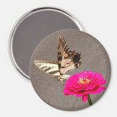 Aimant Papillon sur Zinnia rouge avec Arrière - plan de c (Recto/Verso)