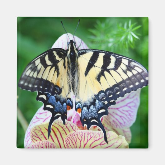 Aimant Papillon Swallowtail (Devant)