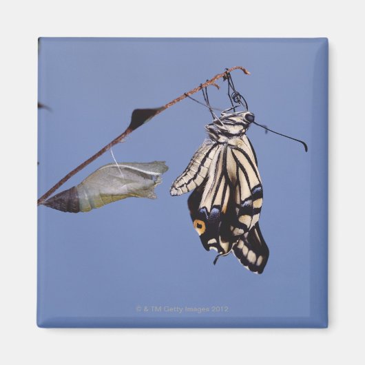 Aimant Papillon Swallowtail après la métamorphose (Devant)