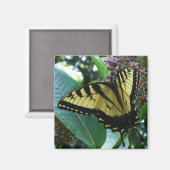 Aimant Papillon Swallowtail I sur Asclépiade à Shenandoah (Recto/Verso)