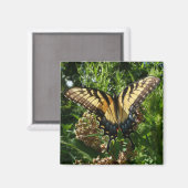 Aimant Papillon Swallowtail III Belle photo colorée (Recto/Verso)