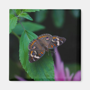 Aimant Papillon tacheté
