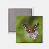 Aimant Papillon texan croissant (Recto/Verso)