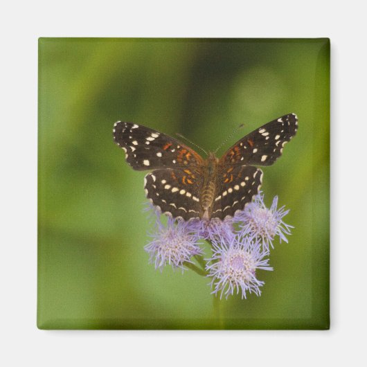 Aimant Papillon texan croissant (Devant)