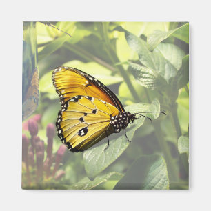 Aimant Papillon Tigre ordinaire