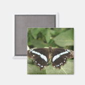 Aimant Papillon tropical noir et blanc (Recto/Verso)