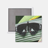 Aimant Papillon tropical noir et blanc (Recto/Verso)