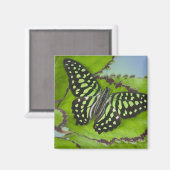 Aimant Papillon vert (Recto/Verso)