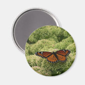 Aimant Papillon Viceroy Belle photographie de la nature (Recto/Verso)