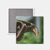 Aimant papillonP6335 (Recto/Verso)