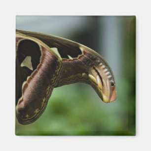 Aimant papillonP6335