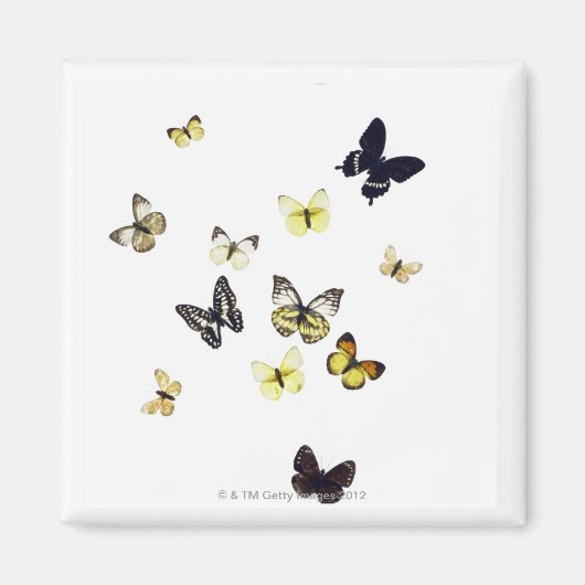Aimant Papillons abattus sur blanc (Devant)