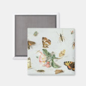 Aimant Papillons, papillons de nuit et autres insectes (Recto/Verso)
