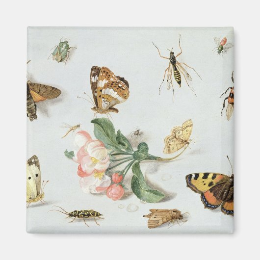 Aimant Papillons, papillons de nuit et autres insectes (Devant)