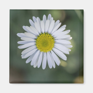 Aimant Pâquerette (Bellis perennis) Fleur