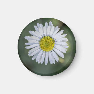 Aimant Pâquerette (Bellis perennis) Fleur
