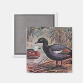 Aimant Paradis vintage Shelduck (Recto/Verso)