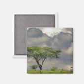 Aimant Parapluie Thorn Acacia, Acacia tortilis et 2 (Recto/Verso)