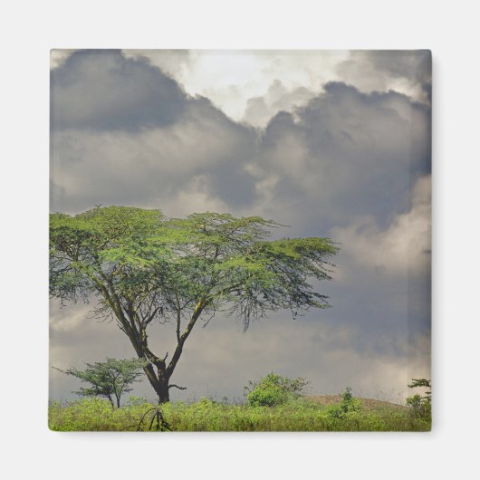 Aimant Parapluie Thorn Acacia, Acacia tortilis et 2 (Devant)