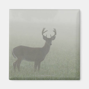 Aimant Parc national de Great Smoky Mountains, Tennesse,