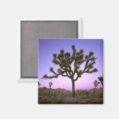 Aimant PARC NATIONAL DE JOSHUA TREE, CALIFORNIE. États-Un (Recto/Verso)