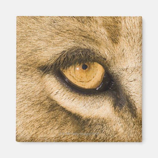 Aimant Parc national de Kruger, province de Limpopo (Devant)