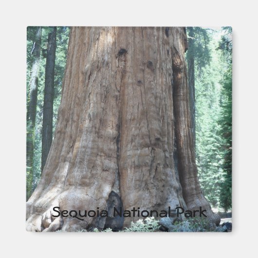 Aimant Parc national de Sequoia (Devant)
