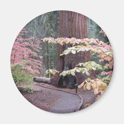 Aimant Parc national de Sequoia (Devant)