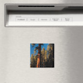 Aimant Parc national de Sequoia, Californie 2 (In Situ (Lave-vaisselle))