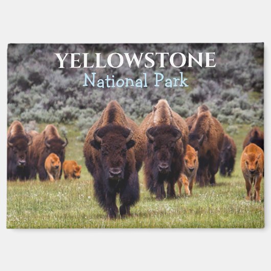Aimant Parc national de Yellowstone Bison Buffalo (Recto)