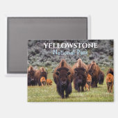 Aimant Parc national de Yellowstone Bison Buffalo (Recto/Verso)