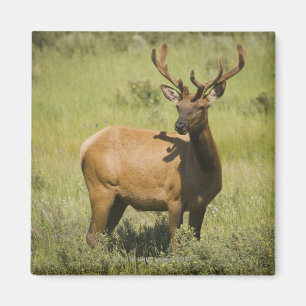Aimant Parc national des Etats-Unis, Wyoming,