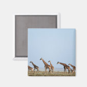Aimant Parc national d'Etosha, Namibie 2 (Recto/Verso)