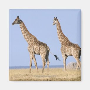 Aimant Parc national d'Etosha, Namibie 3