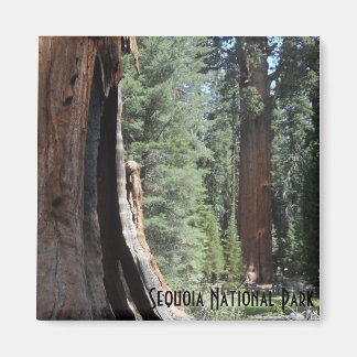 Aimant Parc national du général Sherman Tree-Sequoia