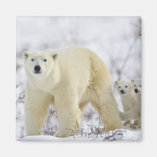 Aimant Parc national Wapusk, Canada.