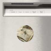 Aimant Pardosa sur l'aimant à feuilles de chêne (In Situ (Lave-vaisselle))