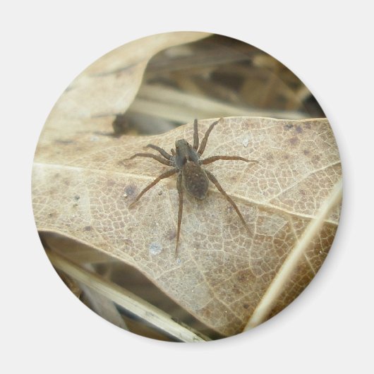 Aimant Pardosa sur l'aimant à feuilles de chêne (Devant)