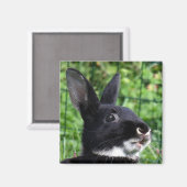 Aimant Parler de lapin (Recto/Verso)