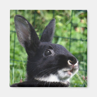 Aimant Parler de lapin