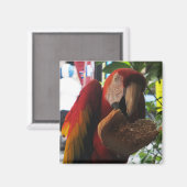 Aimant Parrot Macaw Scarlet Manger Toast (Recto/Verso)