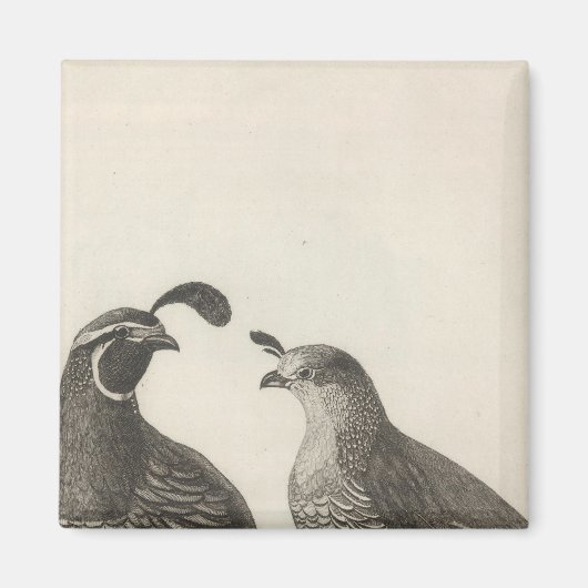 Aimant Partridge masculin et féminin de Californie (Devant)