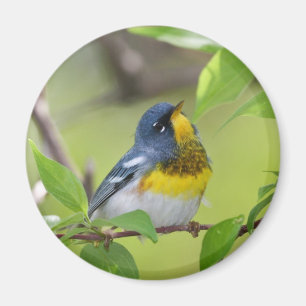 Aimant Parula du nord