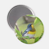Aimant Parula nordique (Recto/Verso)
